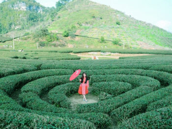 Tour Du Lịch: Hà Nội | Mộc Châu | Mai Châu (4N3Đ)