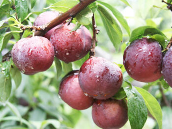 Tour Du Lịch: Tây Bắc Mùa Mận Chín (4N3Đ)